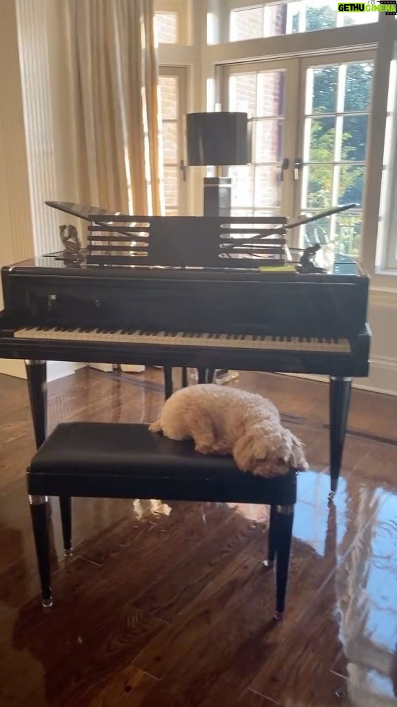 Catherine Zeta-Jones Instagram - 🎶Play me a song I’m a piano dog, play me a song tonight, cause we’re all in the mood for a melody, and you got me feeling alright 🎶