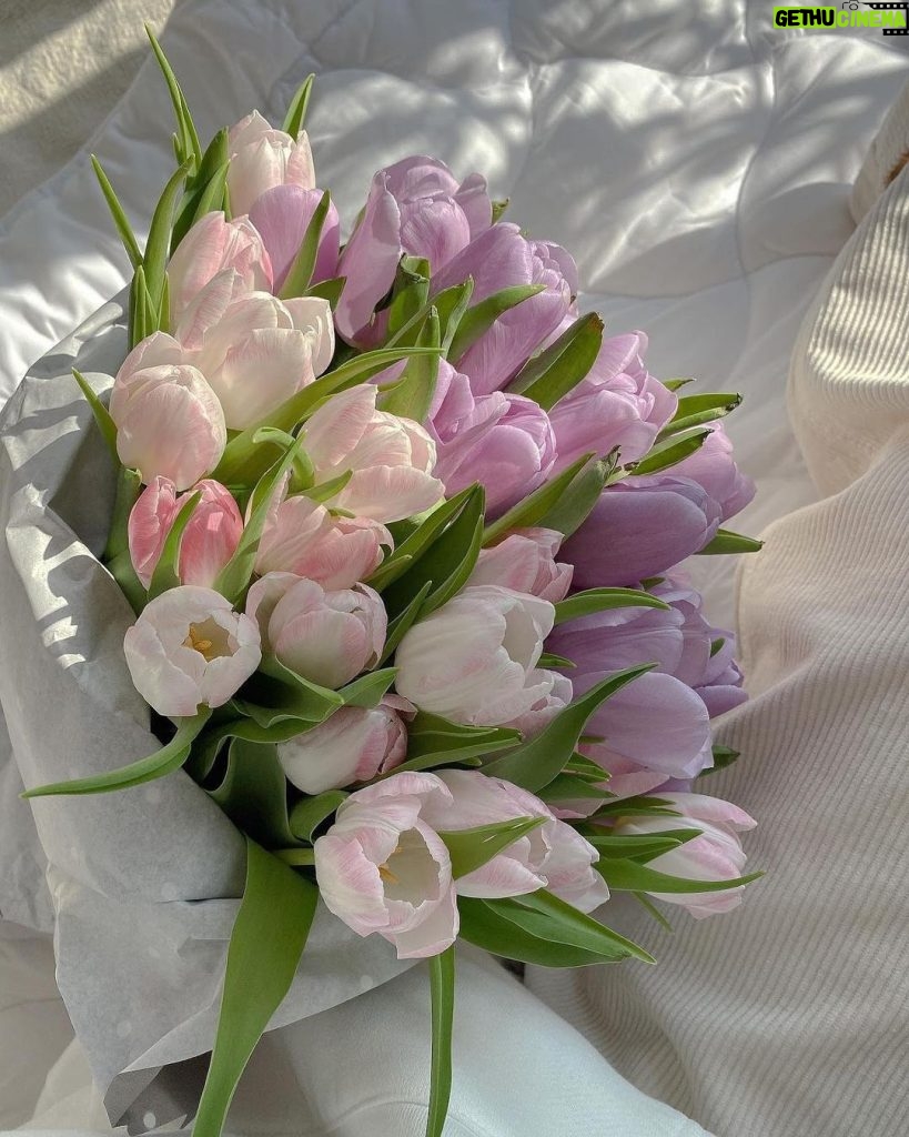 Catherine Zeta-Jones Instagram - April showers bring May 🌷💐 I love this beautiful tulip arrangement! @domsli22