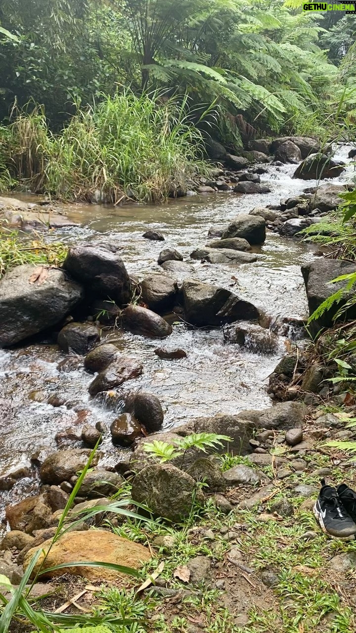Catherine Zeta-Jones Instagram - It’s a jungle out there!