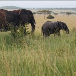 Catherine Zeta-Jones Instagram - Happy Mother’s Day to all❤️I took this photo in Africa. A mama will always have your back as you take your own journey through life. Love to all. ❤️