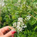 Celeste Cid Instagram - un pokito de flores. descubrir la inflorescencia. siempre el sol. halloween anticipado. los reflejos, lo íntimo, lo que está en las sombras, transformándose. transformándome. y el cuerpo, el cuerpo albergando todo. temporada escorpio en el aire. 🛸🔥 Escobar - Buenos Aires