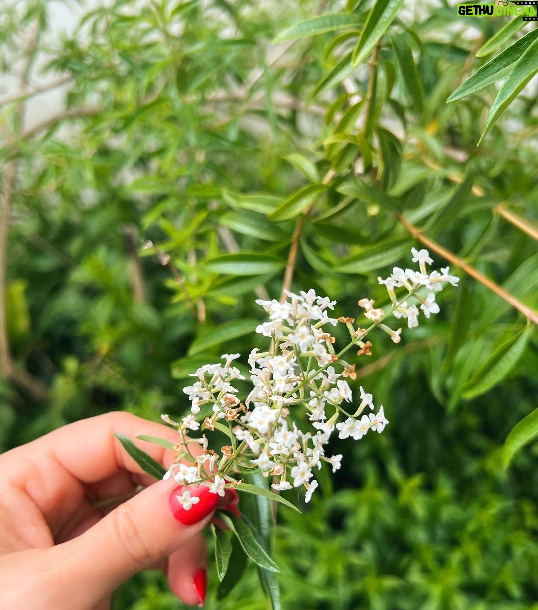 Celeste Cid Instagram - un pokito de flores. descubrir la inflorescencia. siempre el sol. halloween anticipado. los reflejos, lo íntimo, lo que está en las sombras, transformándose. transformándome. y el cuerpo, el cuerpo albergando todo. temporada escorpio en el aire. 🛸🔥 Escobar - Buenos Aires