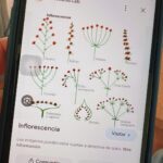 Celeste Cid Instagram - un pokito de flores. descubrir la inflorescencia. siempre el sol. halloween anticipado. los reflejos, lo íntimo, lo que está en las sombras, transformándose. transformándome. y el cuerpo, el cuerpo albergando todo. temporada escorpio en el aire. 🛸🔥 Escobar - Buenos Aires