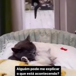 Celso Portiolli Instagram - 😂😂😂😂 O que se passa por aqui?