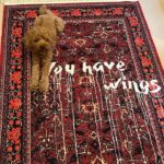 Ceyda Düvenci Instagram - Kanatların var unutma…