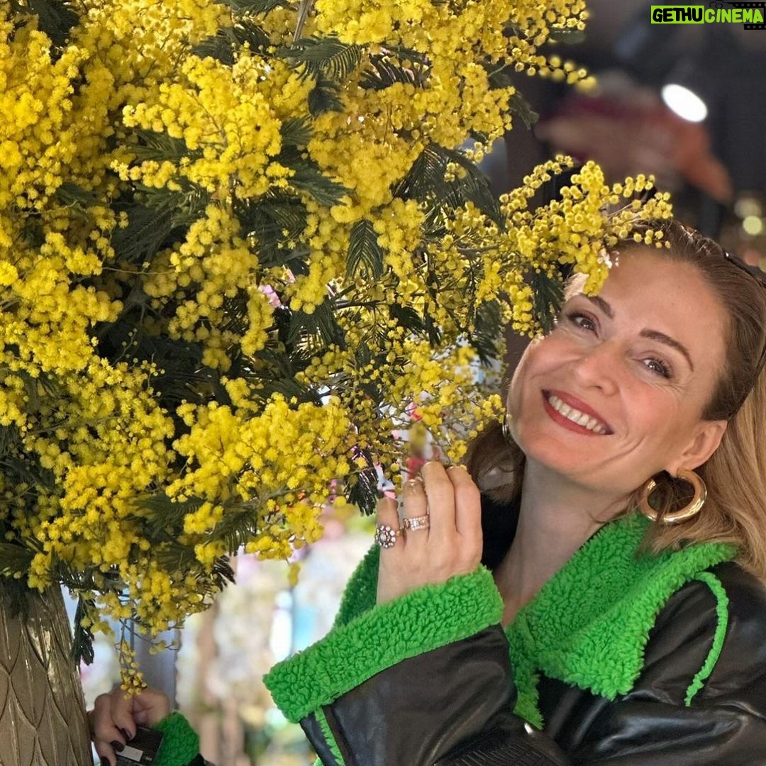 Ceyda Düvenci Instagram - Mimoza güneş gibidir, altın gibidir… Mimoza çiçeğinin hikayesi İtalya’da başlar. 1946 yılında yapılan savaşın sonunda harabe gibi bir ülke olan İtalya, çeşitli çözümler arayışına girilmiştir. İtalyan halkı için yaşama umudu arayışı başlamıştır. Bu arayış içerisinde ise İtalya Kadın Birliği üyelerinden Terasa Mattei, Terasa Noce, Rita Mognagnana adlı 3 kadın toplumun yeniden inşa edilmesi için “Kadın Dayanışması” adlı bir çalışma yapılmış ve bunun yaşama umudu olduğunu anlamışlar. Bu çalışmayı da en iyi sembol edecek şeyin bir çiçek olduğuna karar verirler. Peki ama hangi çiçek? Gelen çiçek teklifleri arasında karanfil, anemon ve mis kokulu mimoza çiçeği olmuştur. Her çiçeğin özellikleri göz önünde bulundurularak mimoza çiçeğine karar verilmiştir. Peki tercih edilmesindeki mimoza çiçeğinin özellikleri neler olmuştur? Birinci ve en önemli özelliği şüphesiz ki mimoza çiçeğinin mart ayında çiçeklenmesidir. Mart ayında olmasıyla Dünya Kadınlar Gününü de temsili ile bağdaştırılmaktadır. Bir diğer mimoza çiçeğinin özelliği ise sarı rengidir. Göz alıcı sarı rengi ile savaşta kaybolan moralin, umudun ve huzurun yeniden düzeleceğine inanılmıştır. Bakımının fazla uğraş istememesi ise tercih edilmesinde bir diğer sebeptir. Çünkü İtalya’nın hemen toparlanması ve ayağa kalkması isteniliyordu. Her şeye rağmen ne kadar kırılgan ve naif olsalar da soğuk havalara karşı dirençli ve güçlü olmalarıyla bilinen mimoza çiçeğinin bu özelliği de İtalya’ya benzetilmiştir. Huzur ve sevgi benim için de mimoza… mart ayı ne güzelsin…
