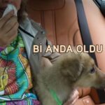 Ceyda Kasabalı Instagram - Asos'u sahipleneli 8 ay olmus.Barınaktan eve dönerken sorduğumuzda 4 aylık demislerdi. o zaman Asos'un bu ay dogum günü müdür? hehdhhd