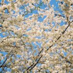 Cha Hak-yeon Instagram - 오늘의 기록_20230330 봄🌸