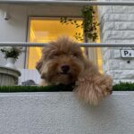 Chae Soo-bin Instagram – 백악관 강아지 츄이💓