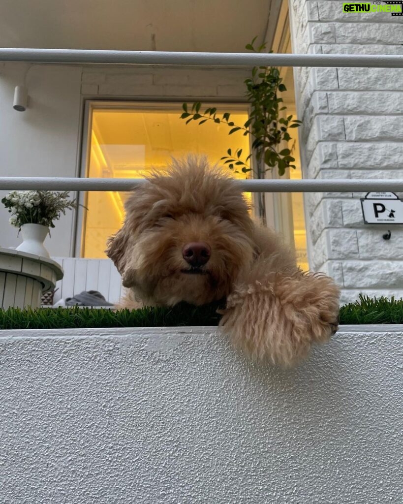 Chae Soo-bin Instagram - 백악관 강아지 츄이💓