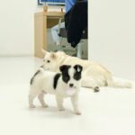 Chae Soo-bin Instagram – 아이들과의 소중하고 행복했던 스냅촬영📸 수빈둥빈둥으로 보러 오세요🐾
⠀
✔️ link in bio