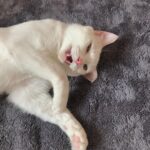 Chae Soo-bin Instagram - 😺