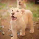Chalida Vijitvongtong Instagram - แวะมาเล่นกับน้องๆกันนะคะ 🦁🐐🦙🦜🦨🦝💕 Bonanza Exotic Zoo