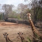 Chalida Vijitvongtong Instagram - แวะมาเล่นกับน้องๆกันนะคะ 🦁🐐🦙🦜🦨🦝💕 Bonanza Exotic Zoo