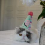 Chalida Vijitvongtong Instagram - ส่งน้องกลับดาวแมว #aleynathecat อเลน่าเจ้าเหมียวหน้าแบ๊วแต่ดุที่สุดแต่ไม่ดุกับเรานะ!! และโลกส่วนตัวสูงปรี๊ดๆๆๆ จะขี้อ้อนและน่ารักที่สุดเวลาได้อยู่ตัวเดียว ให้ลูกน้อยมา1ตัว ชื่อเจ้ากิซโม่ ตลอดเวลาที่เลี้ยงอเลน่ามาน้องไม่เคยป่วยเลยแม้แต่ครั้งเดียว เลี้ยงง่าย ไม่เคยต้องมีอะไรให้เป็นห่วง จนหนูป่วยกระทันหันหนูยังสู้สุดๆ ขอบคุณหนูนะ11ปีที่อยู่ด้วยกัน หนูมาสร้างความสุขให้บ้านของเรา ทุกคนรักและคิดถึงเลน่ามากๆ หนูจะอยู่ในใจพวกเราทุกคนตลอดไป #คิดถึงสุดหัวใจ ❤️🐱 ขอบคุณพี่ @tung_bemycat ที่ส่งน้องมาให้บ้านเราดูแลและพี่ๆก็ยังเด็กทุกตัวในบ้านอยู่ตลอด🤟🏻