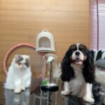 Chalida Vijitvongtong Instagram - ส่งน้องกลับดาวแมว #aleynathecat อเลน่าเจ้าเหมียวหน้าแบ๊วแต่ดุที่สุดแต่ไม่ดุกับเรานะ!! และโลกส่วนตัวสูงปรี๊ดๆๆๆ จะขี้อ้อนและน่ารักที่สุดเวลาได้อยู่ตัวเดียว ให้ลูกน้อยมา1ตัว ชื่อเจ้ากิซโม่ ตลอดเวลาที่เลี้ยงอเลน่ามาน้องไม่เคยป่วยเลยแม้แต่ครั้งเดียว เลี้ยงง่าย ไม่เคยต้องมีอะไรให้เป็นห่วง จนหนูป่วยกระทันหันหนูยังสู้สุดๆ ขอบคุณหนูนะ11ปีที่อยู่ด้วยกัน หนูมาสร้างความสุขให้บ้านของเรา ทุกคนรักและคิดถึงเลน่ามากๆ หนูจะอยู่ในใจพวกเราทุกคนตลอดไป #คิดถึงสุดหัวใจ ❤️🐱 ขอบคุณพี่ @tung_bemycat ที่ส่งน้องมาให้บ้านเราดูแลและพี่ๆก็ยังเด็กทุกตัวในบ้านอยู่ตลอด🤟🏻