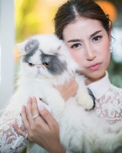 Chalida Vijitvongtong Instagram - ส่งน้องกลับดาวแมว #aleynathecat อเลน่าเจ้าเหมียวหน้าแบ๊วแต่ดุที่สุดแต่ไม่ดุกับเรานะ!! และโลกส่วนตัวสูงปรี๊ดๆๆๆ จะขี้อ้อนและน่ารักที่สุดเวลาได้อยู่ตัวเดียว ให้ลูกน้อยมา1ตัว ชื่อเจ้ากิซโม่ ตลอดเวลาที่เลี้ยงอเลน่ามาน้องไม่เคยป่วยเลยแม้แต่ครั้งเดียว เลี้ยงง่าย ไม่เคยต้องมีอะไรให้เป็นห่วง จนหนูป่วยกระทันหันหนูยังสู้สุดๆ ขอบคุณหนูนะ11ปีที่อยู่ด้วยกัน หนูมาสร้างความสุขให้บ้านของเรา ทุกคนรักและคิดถึงเลน่ามากๆ หนูจะอยู่ในใจพวกเราทุกคนตลอดไป #คิดถึงสุดหัวใจ ❤️🐱 ขอบคุณพี่ @tung_bemycat ที่ส่งน้องมาให้บ้านเราดูแลและพี่ๆก็ยังเด็กทุกตัวในบ้านอยู่ตลอด🤟🏻