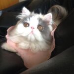 Chalida Vijitvongtong Instagram – ส่งน้องกลับดาวแมว #aleynathecat 
อเลน่าเจ้าเหมียวหน้าแบ๊วแต่ดุที่สุดแต่ไม่ดุกับเรานะ!! และโลกส่วนตัวสูงปรี๊ดๆๆๆ จะขี้อ้อนและน่ารักที่สุดเวลาได้อยู่ตัวเดียว ให้ลูกน้อยมา1ตัว ชื่อเจ้ากิซโม่ ตลอดเวลาที่เลี้ยงอเลน่ามาน้องไม่เคยป่วยเลยแม้แต่ครั้งเดียว เลี้ยงง่าย ไม่เคยต้องมีอะไรให้เป็นห่วง จนหนูป่วยกระทันหันหนูยังสู้สุดๆ ขอบคุณหนูนะ11ปีที่อยู่ด้วยกัน หนูมาสร้างความสุขให้บ้านของเรา ทุกคนรักและคิดถึงเลน่ามากๆ หนูจะอยู่ในใจพวกเราทุกคนตลอดไป #คิดถึงสุดหัวใจ ❤️🐱

ขอบคุณพี่ @tung_bemycat  ที่ส่งน้องมาให้บ้านเราดูแลและพี่ๆก็ยังเด็กทุกตัวในบ้านอยู่ตลอด🤟🏻