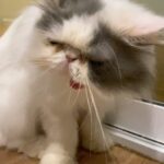 Chalida Vijitvongtong Instagram – ส่งน้องกลับดาวแมว #aleynathecat 
อเลน่าเจ้าเหมียวหน้าแบ๊วแต่ดุที่สุดแต่ไม่ดุกับเรานะ!! และโลกส่วนตัวสูงปรี๊ดๆๆๆ จะขี้อ้อนและน่ารักที่สุดเวลาได้อยู่ตัวเดียว ให้ลูกน้อยมา1ตัว ชื่อเจ้ากิซโม่ ตลอดเวลาที่เลี้ยงอเลน่ามาน้องไม่เคยป่วยเลยแม้แต่ครั้งเดียว เลี้ยงง่าย ไม่เคยต้องมีอะไรให้เป็นห่วง จนหนูป่วยกระทันหันหนูยังสู้สุดๆ ขอบคุณหนูนะ11ปีที่อยู่ด้วยกัน หนูมาสร้างความสุขให้บ้านของเรา ทุกคนรักและคิดถึงเลน่ามากๆ หนูจะอยู่ในใจพวกเราทุกคนตลอดไป #คิดถึงสุดหัวใจ ❤️🐱

ขอบคุณพี่ @tung_bemycat  ที่ส่งน้องมาให้บ้านเราดูแลและพี่ๆก็ยังเด็กทุกตัวในบ้านอยู่ตลอด🤟🏻