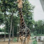 Chalida Vijitvongtong Instagram – The zoo is my happy place, and the animals are my therapy. 

#chiangmainightsafari
#เชียงใหม่ไนท์ซาฟารี เชียงใหม่ไนท์ซาฟารี Chiang Mai Night Safari