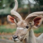 Chalida Vijitvongtong Instagram – The zoo is my happy place, and the animals are my therapy. 

#chiangmainightsafari
#เชียงใหม่ไนท์ซาฟารี เชียงใหม่ไนท์ซาฟารี Chiang Mai Night Safari
