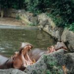 Chalida Vijitvongtong Instagram – The zoo is my happy place, and the animals are my therapy. 

#chiangmainightsafari
#เชียงใหม่ไนท์ซาฟารี เชียงใหม่ไนท์ซาฟารี Chiang Mai Night Safari