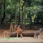 Chalida Vijitvongtong Instagram – The zoo is my happy place, and the animals are my therapy. 

#chiangmainightsafari
#เชียงใหม่ไนท์ซาฟารี เชียงใหม่ไนท์ซาฟารี Chiang Mai Night Safari
