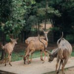 Chalida Vijitvongtong Instagram – The zoo is my happy place, and the animals are my therapy. 

#chiangmainightsafari
#เชียงใหม่ไนท์ซาฟารี เชียงใหม่ไนท์ซาฟารี Chiang Mai Night Safari