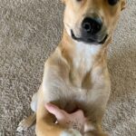 Charles White Jr. Instagram – Cayda has been part of the family for a little over a year now