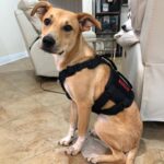 Charles White Jr. Instagram – Tactical dog