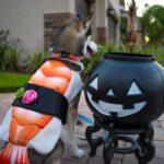Charles White Jr. Instagram - Halloween