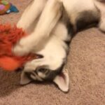 Charles White Jr. Instagram - Tiana wanted a cute video of Tetra, but I fucked it up