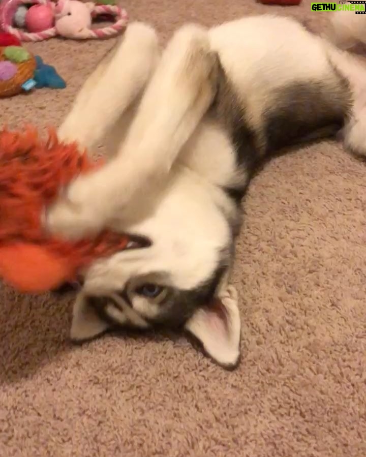 Charles White Jr. Instagram - Tiana wanted a cute video of Tetra, but I fucked it up