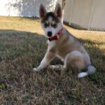 Charles White Jr. Instagram - Got a puppy her name is Tetra