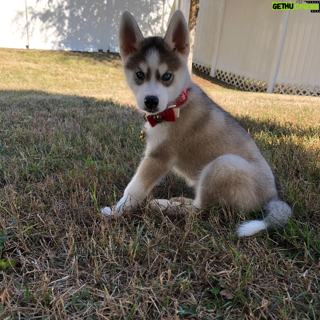 Charles White Jr. Instagram - Got a puppy her name is Tetra
