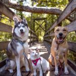 Charles White Jr. Instagram - Love these animals