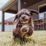 Charles White Jr. Instagram - Puppy