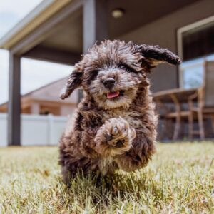 Charles White Jr. Instagram - Puppy