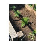 Charlie Carver Instagram - proud new parent 🍅 ... hoe is life 👨‍🌾 Los Angeles, California