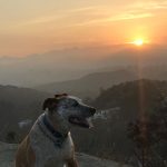 Charlize Theron Instagram - A little known fact about me: As a kid growing up on a farm in rural South Africa, my only friends were animals. I'm not kidding, my best friend was my goat, Bok. Once I moved to the US, it became clear that I couldn't move my pet goat into a NYC apartment.....but dogs were everywhere I looked –– and I haven't been without one since. @bestfriendsanimalsociety is ALWAYS the first place I go when I need a new furry heart in my life. If you ask me, pet adoption is the only way to go. This fall, animal shelters across the country are overwhelmed at capacity, putting tons of lives of homeless dogs and cats at risk. If I could save them all, I would (trust me), but this is gonna take all of us. Whether by fostering or adopting, learn how you can help and meet some of the sweetest 🐶 angels 🐱 who need saving from a local shelter near you today: https://fal.cn/adoptandfostertoday #AdoptDontShop #SaveThemAll