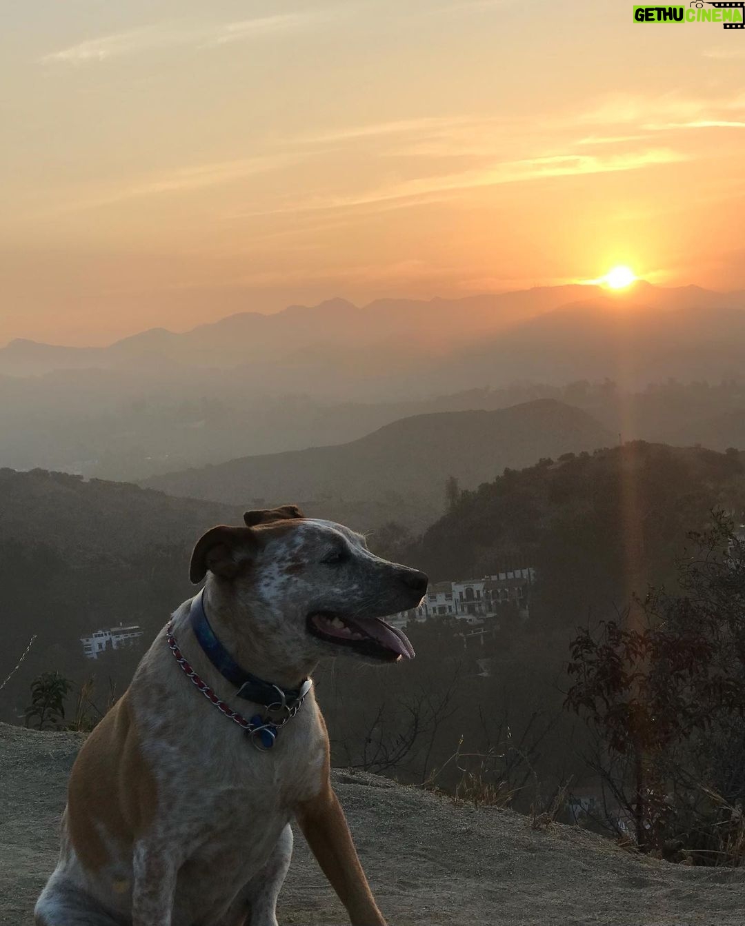 Charlize Theron Instagram - A little known fact about me: As a kid growing up on a farm in rural South Africa, my only friends were animals. I'm not kidding, my best friend was my goat, Bok. Once I moved to the US, it became clear that I couldn't move my pet goat into a NYC apartment.....but dogs were everywhere I looked –– and I haven't been without one since. @bestfriendsanimalsociety is ALWAYS the first place I go when I need a new furry heart in my life. If you ask me, pet adoption is the only way to go. This fall, animal shelters across the country are overwhelmed at capacity, putting tons of lives of homeless dogs and cats at risk. If I could save them all, I would (trust me), but this is gonna take all of us. Whether by fostering or adopting, learn how you can help and meet some of the sweetest 🐶 angels 🐱 who need saving from a local shelter near you today: https://fal.cn/adoptandfostertoday #AdoptDontShop #SaveThemAll