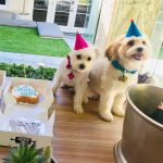 Charlize Theron Instagram - Can’t believe these little assholes are a year old! We love you Leo & Cleo! Even when you destroy all my furniture