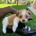 Charlize Theron Instagram - Can’t believe these little assholes are a year old! We love you Leo & Cleo! Even when you destroy all my furniture