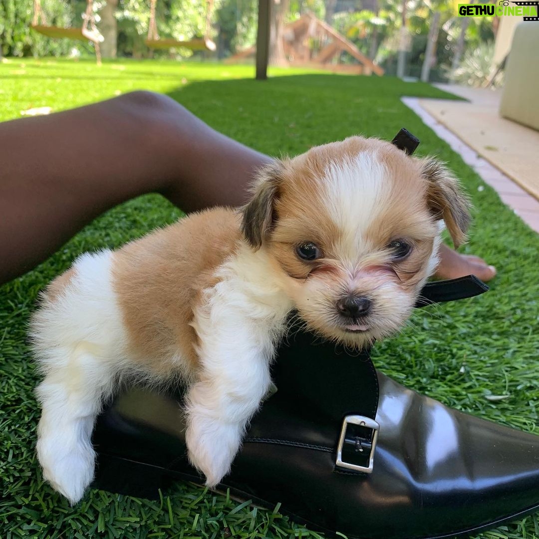 Charlize Theron Instagram - Can’t believe these little assholes are a year old! We love you Leo & Cleo! Even when you destroy all my furniture