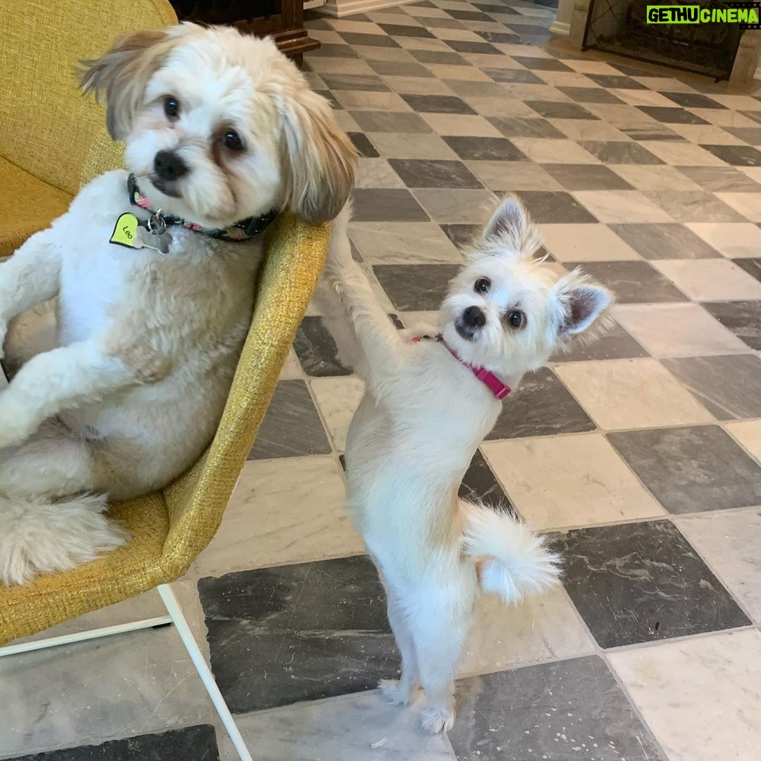 Charlize Theron Instagram - Can’t believe these little assholes are a year old! We love you Leo & Cleo! Even when you destroy all my furniture