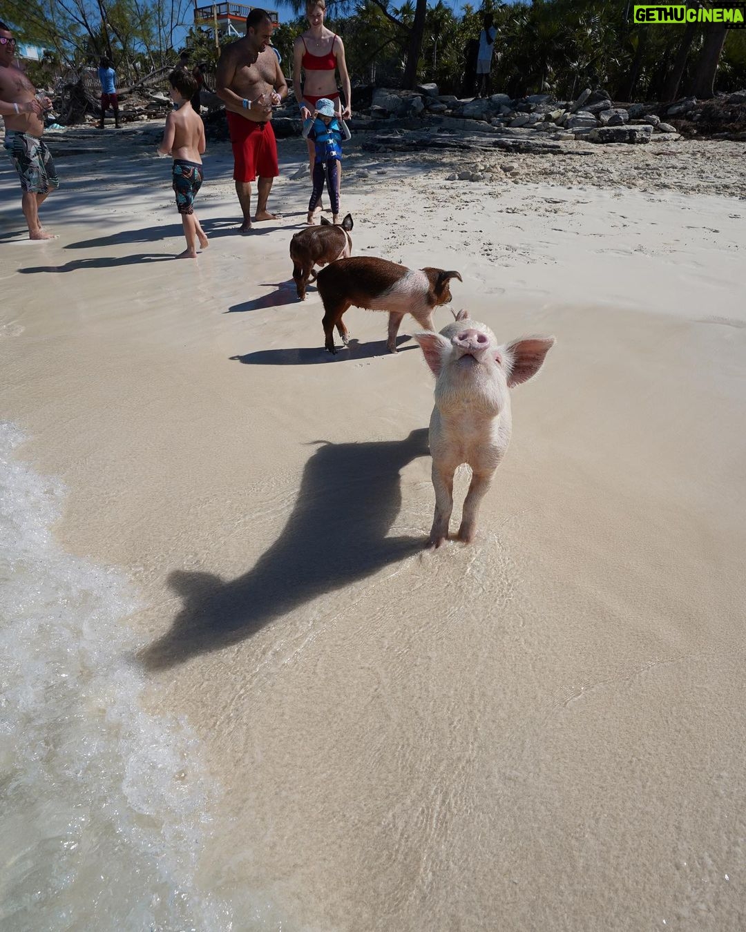 Chase De Moor Instagram - Pigs are friends. Fun fact did you know pigs are one of the smartest animals in the world outside of humans ?