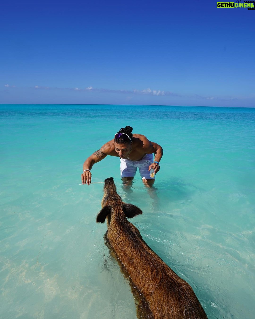 Chase De Moor Instagram - Pigs are friends. Fun fact did you know pigs are one of the smartest animals in the world outside of humans ?