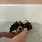 Chase Hudson Instagram – Meet Lady, im now a father of 2