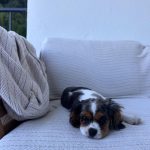Chase Hudson Instagram – Meet Lady, im now a father of 2