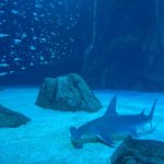 Chase Stokes Instagram - kels likes sharks more than me